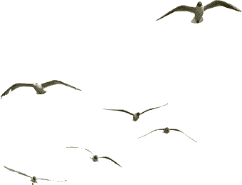Seagulls sticker
